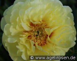 Bartzella kaufen, clicken für mehr Details Bartzella