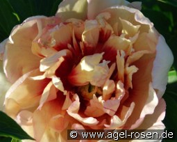 Callies Memory kaufen, clicken für mehr Details Callies Memory