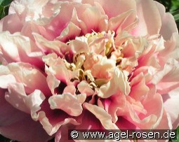 Caroline Constabel kaufen, clicken für mehr Details Caroline Constabel