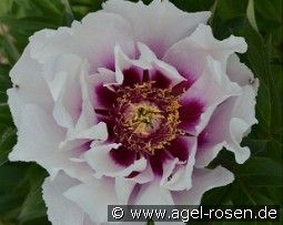 Cora Louise kaufen, clicken für mehr Details Cora Louise