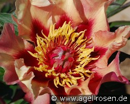 Court Jester kaufen, clicken für mehr Details Court Jester