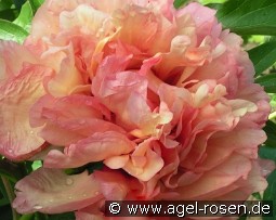 Danse du Feu kaufen, clicken für mehr Details Danse du Feu