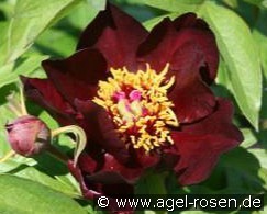 Dark Eyes kaufen, clicken für mehr Details Dark Eyes