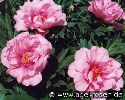 First Arrival kaufen, clicken für mehr Details First Arrival