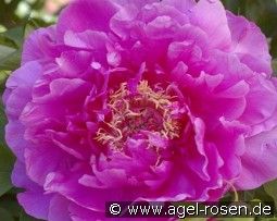 Gordon E. Simonson kaufen, clicken für mehr Details Gordon E. Simonson