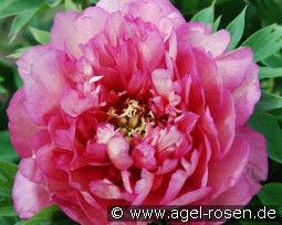 Hillary kaufen, clicken für mehr Details Hillary