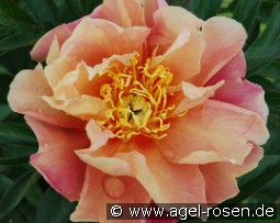 Joanna Marlene kaufen, clicken für mehr Details Joanna Marlene