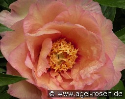 Julia Rose kaufen, clicken für mehr Details Julia Rose