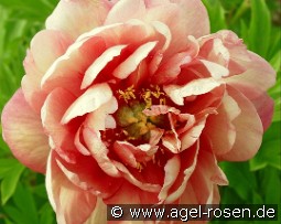 Kopper Kettle kaufen, clicken für mehr Details Kopper Kettle