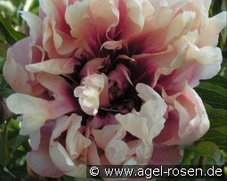 Oochigeas kaufen, clicken für mehr Details Oochigeas