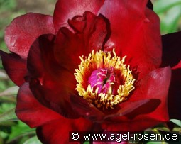 Scarlet Heaven kaufen, clicken für mehr Details Scarlet Heaven