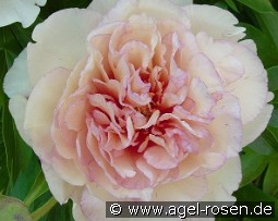 Scrumdidleumptious kaufen, clicken für mehr Details Scrumdidleumptious