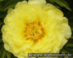 Smith Family Yellow kaufen, clicken für mehr Details Smith Family Yellow