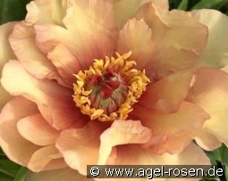 Sonoma Welcome kaufen, clicken für mehr Details Sonoma Welcome