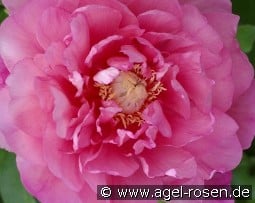 Strawberry Creme Brulee kaufen, clicken für mehr Details Strawberry Creme Brulee