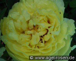 Yellow Crown kaufen, clicken für mehr Details Yellow Crown