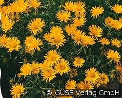 Zwerg-Alant kaufen, clicken für mehr Details Zwerg-Alant