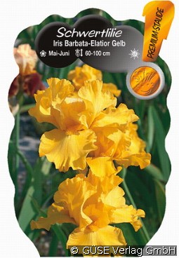 Schwertlilie kaufen, clicken für mehr Details Schwertlilie