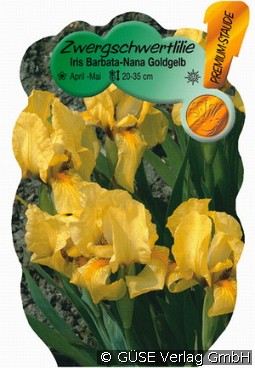 Zwerg-Schwertlilie kaufen, clicken für mehr Details Zwerg-Schwertlilie