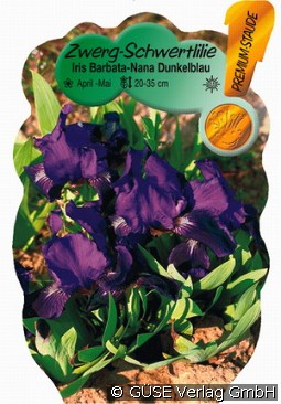 Zwerg-Schwertlilie kaufen, clicken für mehr Details Zwerg-Schwertlilie