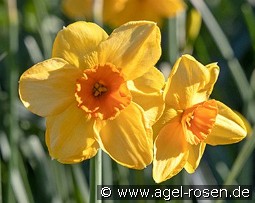 Kedron kaufen, click for more details Kedron