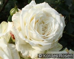 Alaska kaufen, clicken für mehr Details Alaska