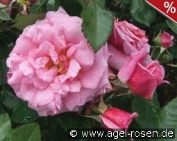 Aloha Boerner kaufen, clicken für mehr Details Aloha Boerner