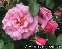 Aloha Boerner kaufen, clicken für mehr Details Aloha Boerner