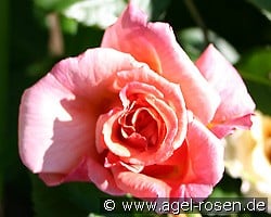 Aloha Kordes kaufen, clicken für mehr Details Aloha Kordes