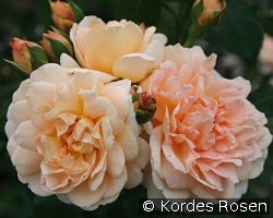 Amaretto kaufen, clicken für mehr Details Amaretto