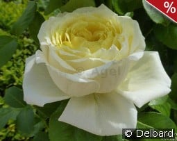 Amnesty International kaufen, clicken für mehr Details Amnesty International