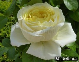 Amnesty International kaufen, clicken für mehr Details Amnesty International