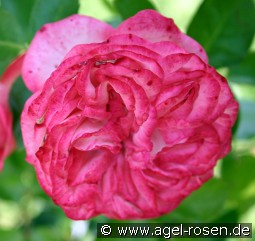 Antike 89 kaufen, clicken für mehr Details Antike 89