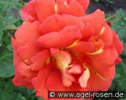 Arielle Dombasle kaufen, clicken für mehr Details Arielle Dombasle