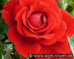 Badener Sommergruß kaufen, clicken für mehr Details Badener Sommergruß