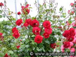 Baikal syn. The Prince's Trust kaufen, clicken für mehr Details Baikal syn. The Prince's Trust