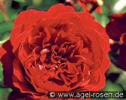 Belkanto kaufen, clicken für mehr Details Belkanto