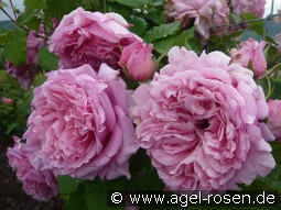 Bienvenue kaufen, clicken für mehr Details Bienvenue