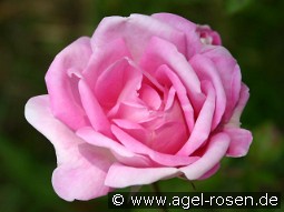 Blairii II kaufen, clicken für mehr Details Blairii II