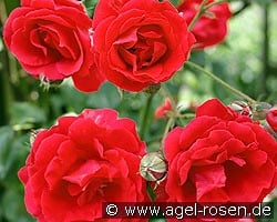 Blaze Superior kaufen, clicken für mehr Details Blaze Superior