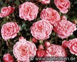 Boogie Woogie kaufen, clicken für mehr Details Boogie Woogie