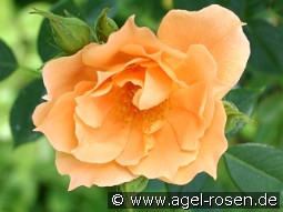 Bridge of Sighs kaufen, clicken für mehr Details Bridge of Sighs