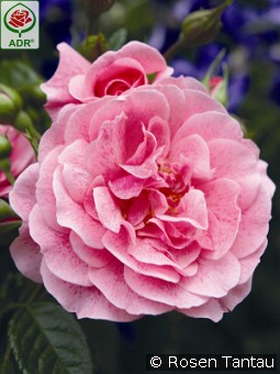 Camelot kaufen, clicken für mehr Details Camelot