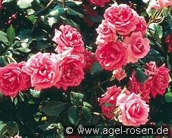 Campanile kaufen, clicken für mehr Details Campanile