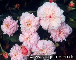 Cécile Brunner Climbing kaufen, clicken für mehr Details Cécile Brunner Climbing