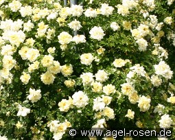 Christine Hélène kaufen, clicken für mehr Details Christine Hélène