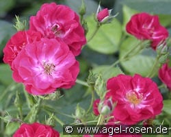 Climbing Alberich kaufen, clicken für mehr Details Climbing Alberich