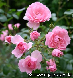 Climbing Bonica kaufen, clicken für mehr Details Climbing Bonica