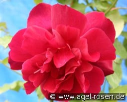 Climbing Etoile de Hollande kaufen, clicken für mehr Details Climbing Etoile de Hollande