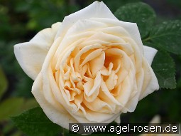 Climbing Lady Hillingdon kaufen, clicken für mehr Details Climbing Lady Hillingdon